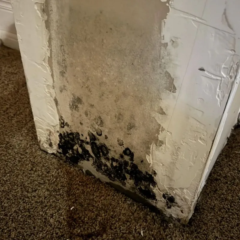 Professional Mold Removal in Gibson County, TN